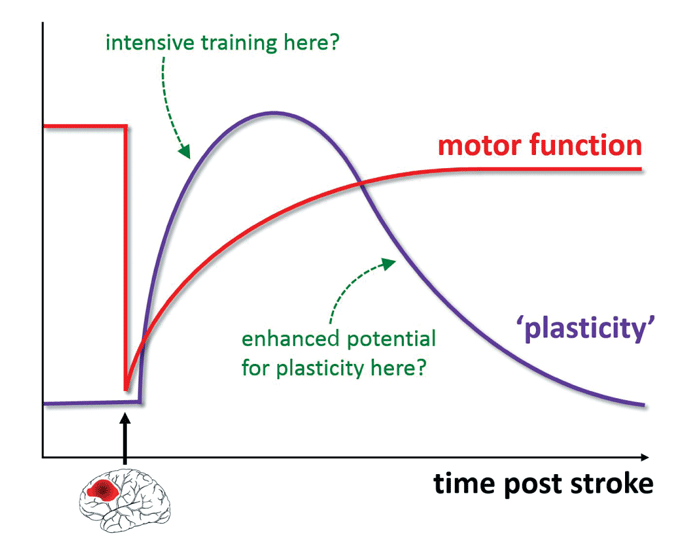 กราฟแสดง Neuroplasticity ลดลงตามเวลาหลัง Stroke — ยิ่งเริ่มฟื้นฟูเร็ว ยิ่งมีโอกาสฟื้นตัวมาก (Ward NS et al. 2015)